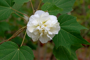 白色木芙蓉花