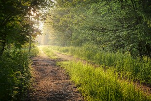 森林小路