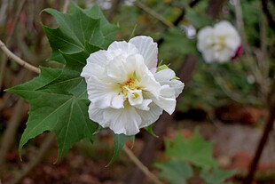 白色木芙蓉花
