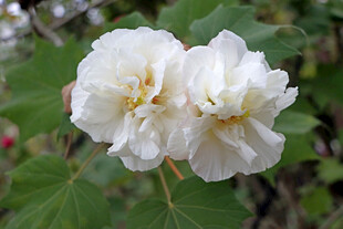 白色木芙蓉花