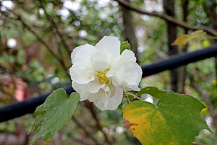 白色木芙蓉花
