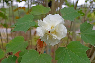 白色木芙蓉花