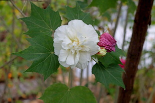 白色木芙蓉花 