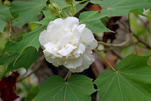 白色木芙蓉花