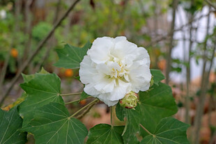 白色木芙蓉花