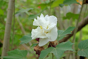 白色木芙蓉花