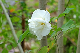 白色木芙蓉花