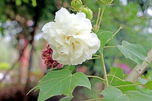 白色木芙蓉花