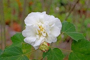 白色木芙蓉花