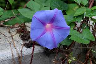 牵牛花 