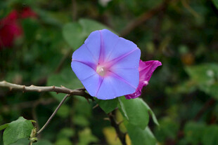 牵牛花 
