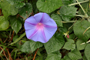 牵牛花