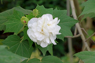 白色木芙蓉花
