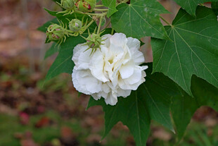 白色木芙蓉花