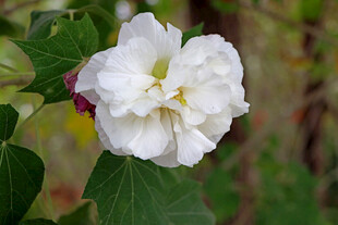 白色木芙蓉花