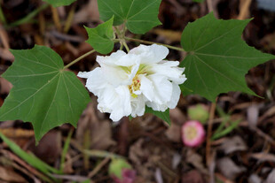 白色木芙蓉花