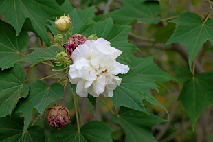 白色木芙蓉花