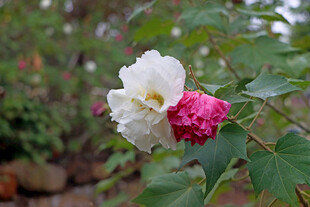 白色木芙蓉花
