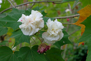 白色木芙蓉花