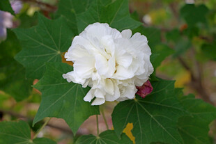 白色木芙蓉花
