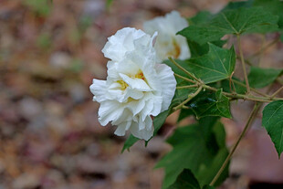 白色木芙蓉花