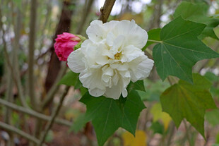 白色木芙蓉花