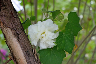 白色木芙蓉花