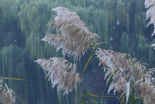芦苇芦花  