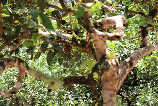 茶树 茶山