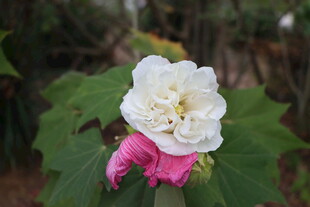 白色木芙蓉花