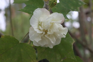 白色木芙蓉花