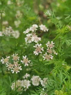 白花芫荽