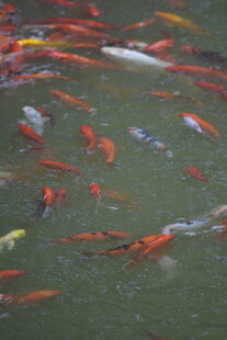 锦鲤