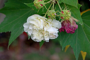 白色木芙蓉花