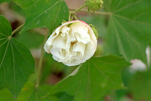 白色木芙蓉花