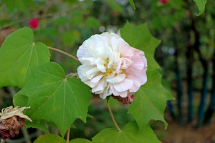 白色木芙蓉花