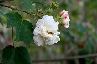 白色木芙蓉花