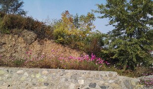 山路野花