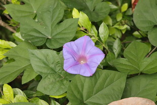 牵牛花