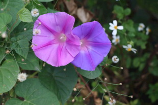 牵牛花