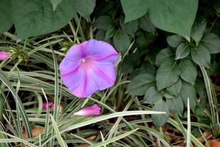 牵牛花