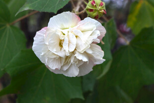 白色木芙蓉花 