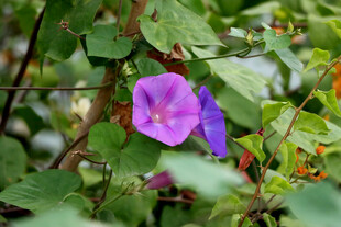 牵牛花
