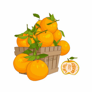 食物手绘