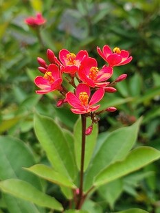 变叶珊瑚花
