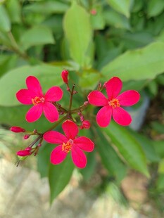 变叶珊瑚花