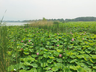 官厅湿地公园
