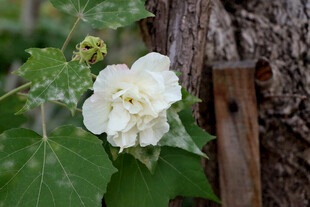 白色木芙蓉花