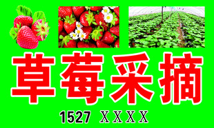 草莓采摘