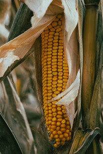 玉米  